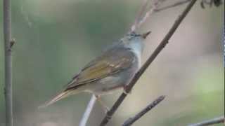 Palelegged Leafwarbler Phylloscopus tenellipes [upl. by Rennerb684]