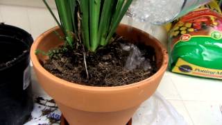 Instructions for Repotting with Solid Rain [upl. by Jared316]