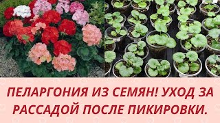 Пеларгония из семян Как и чем подкормить рассаду пеларгонии после пикировки Обзор рассады [upl. by Atlee]