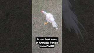 Parrot Beak Aseel For Sale 7696616701 [upl. by Tyra]