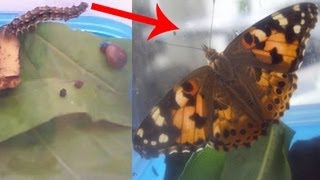 Превращение гусеницы в бабочку  Caterpillar transformation to butterfly [upl. by Ethelstan]