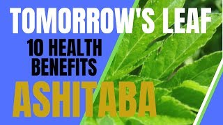 TOP 10 HEALTH BENEFITS OF ASHITABA [upl. by Barabbas]