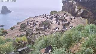 TawakiCam  Erectcrested penguins in Anchorage Bay Antipodes Island [upl. by Yeleek]