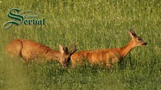 Roebuck hunting in Mating season [upl. by Nobel555]