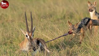 Aghast Gazelle Fight Back to Save Her Baby  Animal Wild Life [upl. by Felty]