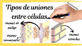 Tipos de UNIONES entre las CÉLULAS [upl. by Ditter918]