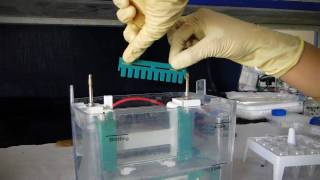 Polyacrylamide Gel Electrophoresis PAGE  Amrita University [upl. by Nahtam]