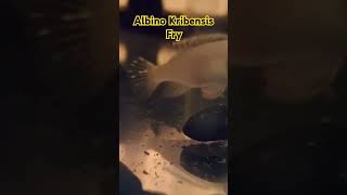 Finally some Fry from my Albino Kribensis Fry cichlid breeding aquarium hobby albino trending [upl. by See636]