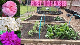 My First David Austin Roses VLOG 11 [upl. by Georas]