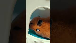 MI HAMSTER se comió algo¡¡¡¡ yeggie hamsters endoscopicspinesurgery doctor sick viralshorts [upl. by Lirret281]