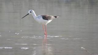 چوب پا Blackwinged Stilt [upl. by Enirod]