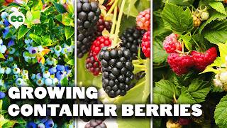 How to Grow Raspberries Blueberries and Blackberries in Containers [upl. by Arrik]