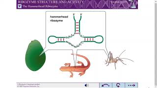 RIBOZYME STRUCTURE AND ACTIVITY [upl. by Barry792]