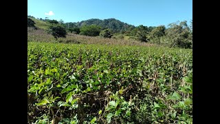 Cultivos de cobertura en Chiapas para mejorar fertilidad de suelo [upl. by Ynatterb]