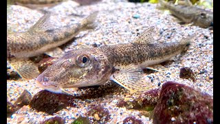 スナゴカマツカ Pike gudgeon Pseudogobio polystictus [upl. by Giacomo]