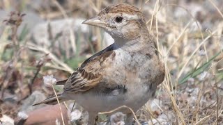 Greater shorttoed Lark  Calandrella Calandrella brachydactyla [upl. by Standice]