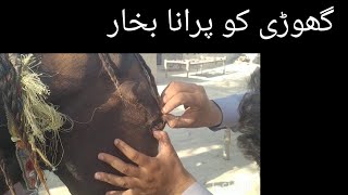 Surra l trypanosomiasis in horses Dr Shahzad Drishak [upl. by Emanuele704]