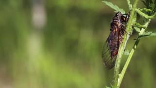 Rare Sight New Forest Cicada Cicadetta montana 3Of4 [upl. by Anatak138]