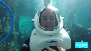 A day at Discovery Cove in Orlando with dolphins sharks [upl. by Atinaw]