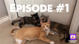 Episode 1  An Introduction Kittenish Kittens [upl. by Hawley]