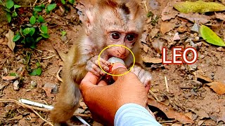 WOW Baby Leo So Hungry He Need more Fruits  Tree Monkeys EP 183 [upl. by Acinoj]