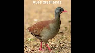 INHAMBU CHORORÓ fyp brazilianbirds CHampX avesdobrasil CapCut [upl. by Ateekal]