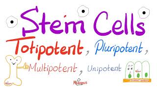 Stem Cells Types Totipotent Pluripotent Multipotent and Unipotent  Teratogens  Biology [upl. by Lehman940]