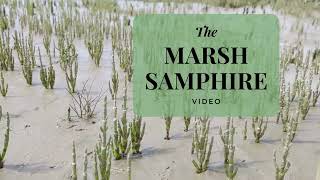 Marsh Samphire Foraging 🌱 A Coastal Delight [upl. by Aneeuqahs]