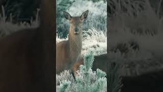 Lobos en la Lucha contra el Frío Mortal de Yellowstone [upl. by Elata695]