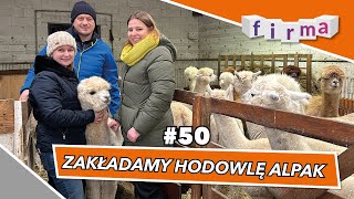 Czy hodowla alpak jest opłacalna 50 [upl. by Hollander]