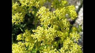 Woad Isatis Tinctoria  Antimicrobial Antiviral Anti inflammatory Analgesic Antioxidant [upl. by Dosia]