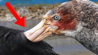 11 Most DANGEROUS Birds In The World [upl. by Shafer]