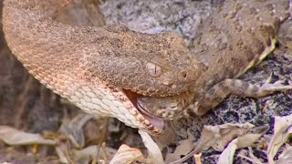 Rattlesnake Eating a Lizard Part 2  Deep into the Wild  BBC Earth [upl. by Allistir547]