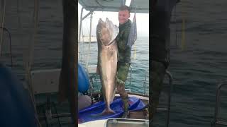 MEDREGAL 45 KG pescasubmarina spearfishing fishing pesca canarias zipkin [upl. by Laenaj]