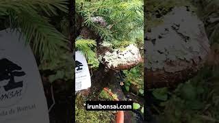 Picea abies prebonsai irunbonsaicom [upl. by Alesiram]