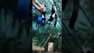 Ruffed Lemurs ☺ lemur philadelphiazoo philadelphia pennsylvania usatravel globetrotter travel [upl. by Ailic]