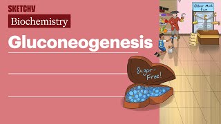 Gluconeogenesis Biochemistry  USMLE Step 1  Sketchy Medical [upl. by Hitt239]