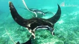 Manta mating train  mating ritual in Komodo [upl. by Alaster]