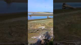 Seaside estuary seagull [upl. by Nnewg]