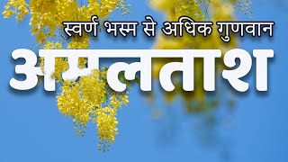 क्या है अमलताश के राज   Golden Shower Tree  Indian Rain Indicator  JadiButi Store [upl. by Yeung]