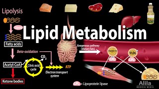 Lipid Fat Metabolism Overview Animation [upl. by Nolad]