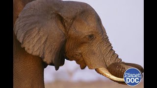 What is Loxodonta africana This is why it is unique on Planet Earth FULL DOCUMENTARY [upl. by Brocky31]