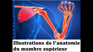 Illustrations de l’anatomie du membre supérieur [upl. by Senoj]