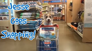 Jesse the Shopping Dog [upl. by Yebloc]