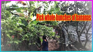 Vlog Daily  Pick whole bunches of bananas [upl. by Quinlan]