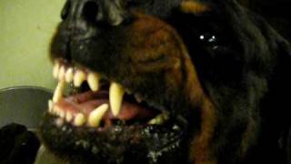 Diesel our dangerous rottweiler [upl. by Bray]