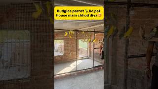 Budgies parrot 🦜 ko new pet house main chhod diya😍 petlover pigeon kabutar budgies parrot [upl. by Tiersten]