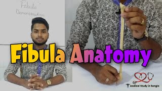 Fibula anatomy in bangla  parts attachment ossification  Medical Study In Bangla [upl. by Zul]