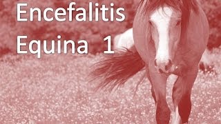 Encefalitis Equina PARTE 1 [upl. by Nylsej853]