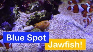 🐟 How to care for a Blue Spotted Jawfish Species Spotlight [upl. by Straub208]